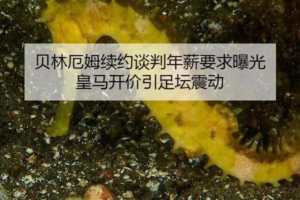 bei-lin-e-mu-xu-yue-tan-pan-nian-xin-yao-qiu-bao-guang-huang-ma-kai-jia-yin-zu-tan-zhen-dong-3-726.jpg